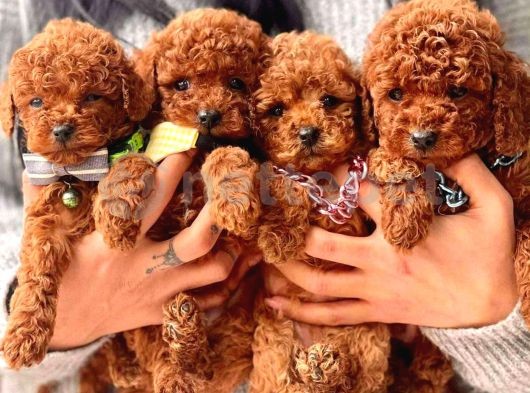 Kıvır Kıvır Mini Boy Toy Poodle Bebekler