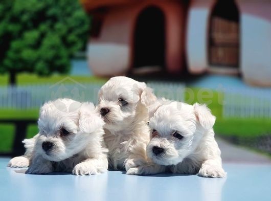 Maltese Terrier Yavru