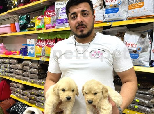 Golden Retriever Yavrularımız Evinize Neşe Katacaktır 