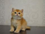 Bal gibi NY11 golden British ShortHair