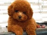 Mini boy puppy kıpkırmızı ev üretimi  TOOY POODLE 