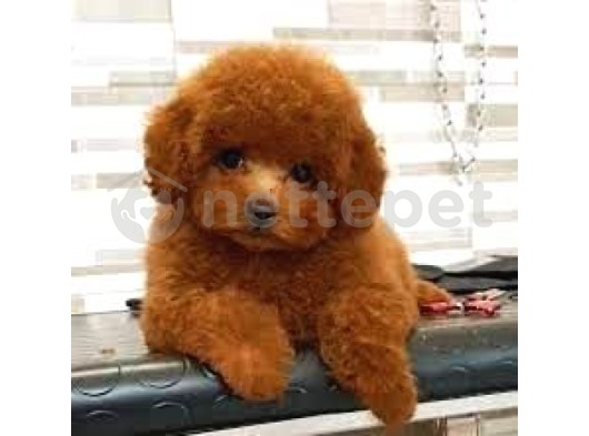 Mini Boy Puppy Kıpkırmızı Ev Üretimi  Tooy Poodle 