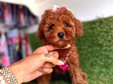 Irk garantili toy poodle yavrular 