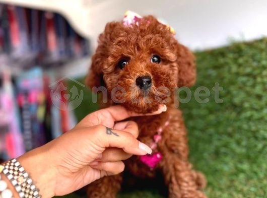 Irk Garantili Toy Poodle Yavrular 