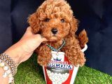 KORE KAN MİNİ TOY POODLE BEBEKLER