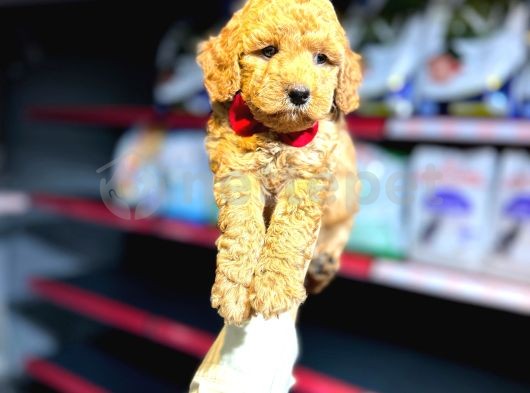 Toy Poodle