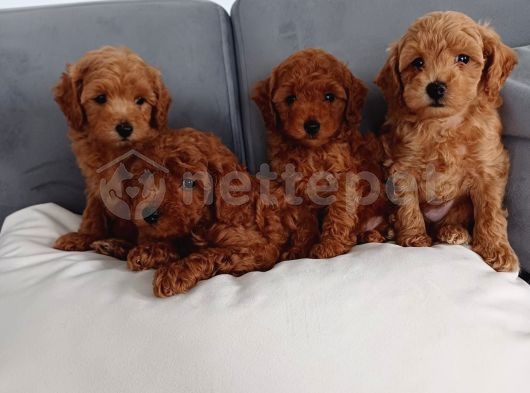 Çok Özel Poodle Ayarında Mini Boy Maltipoo Yavrularımız