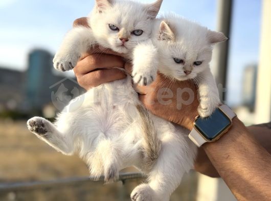 Ankarada Ziyarete Açık British Shorthair Yavrularımız