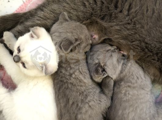 Göz Alıcı Scottish Fold Ve Blue Point