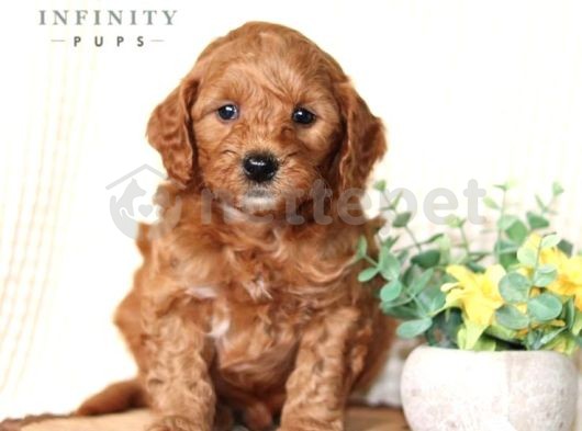 2 Ve 3 Kg Garantisi Altında Tooy Poodle Cinsi Yavrular Sevimli Kahve Tonlu Mini Puppy Boy 