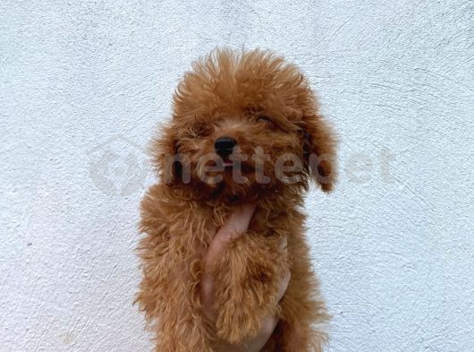 Mini Boy Puppy Kıpkırmızı Ev Üretimi  Tooy Poodle 