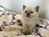 Orjinal secereli bluepoint ve british shorthair yavrular 