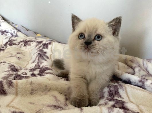 Orjinal Secereli Bluepoint Ve British Shorthair Yavrular 