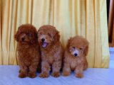 Orjinal Toy Poodle Yavruları 2.5 Aylık