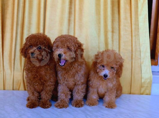 Orjinal Toy Poodle Yavruları 2.5 Aylık