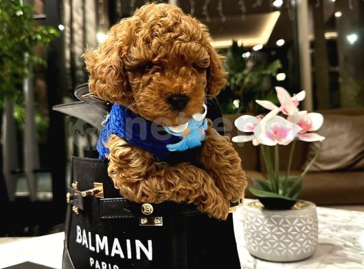 Red Brown Toy Poodle Yavrular 