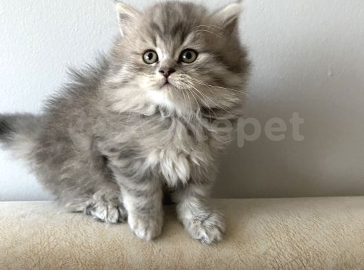 British Shorthair Bluepoint Yavrularımız Sahiplendirilecektir