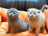 muhteşem scottish fold bebeklerimiz