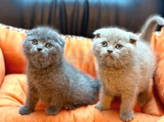 Muhteşem Scottish Fold Bebeklerimiz