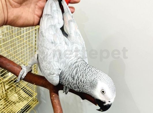 classified-image