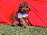 RED BROWN TOY POODLE BEBEKLER