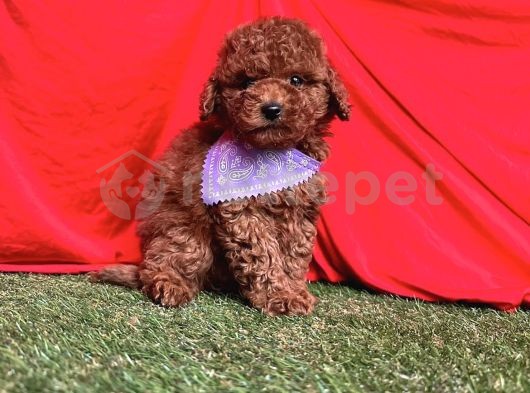 Red Brown Toy Poodle Bebekler