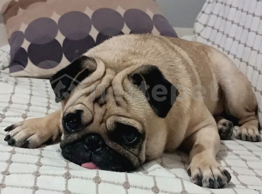 Muhteşem Pug 