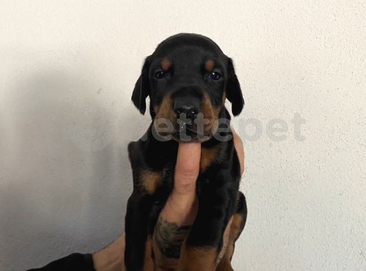 A Kalite Doberman Yavrular