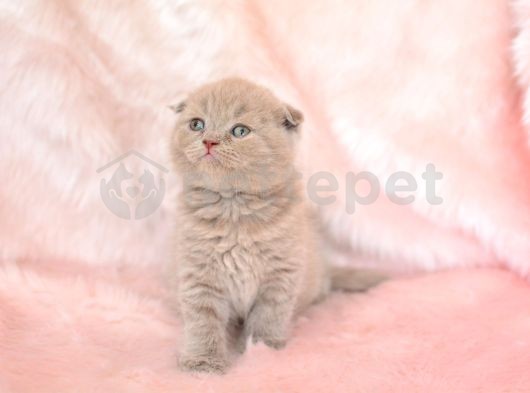 Top Kafa Lilac Scottish Fold