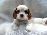 Cavalier king Charles yavrular 