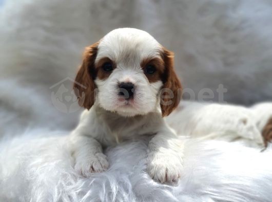 Cavalier King Charles Yavrular 