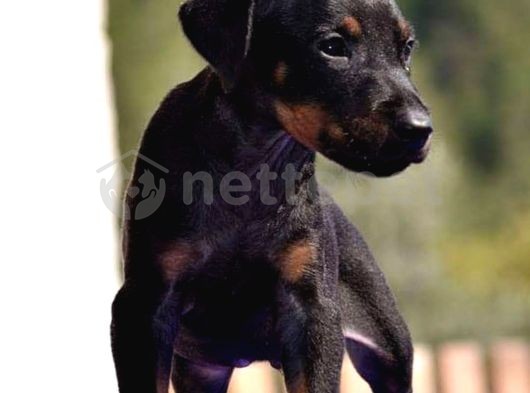 Üst Kalite Doberman Yavrular 