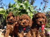 ÇOK ŞİRİN KORE KAN TOY POODLE YAVRULAR 