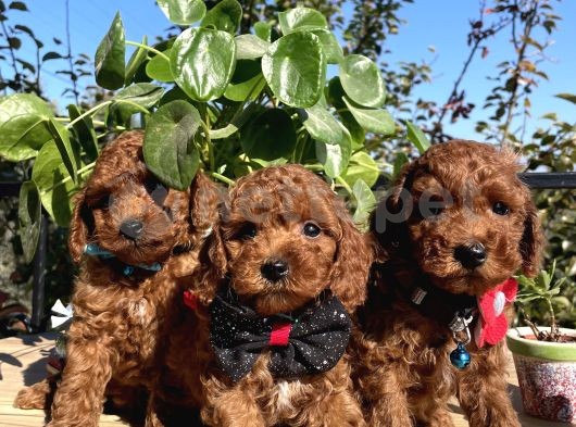 Çok Şirin Kore Kan Toy Poodle Yavrular 