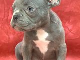 Muhteşem Güzelli̇kte French Bulldog Blue Erkek Yavrularımız