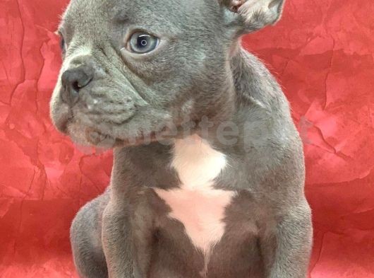 Muhteşem Güzelli̇kte French Bulldog Blue Erkek Yavrularımız