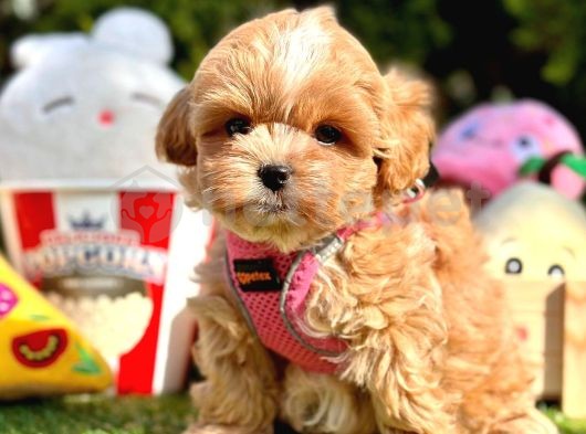 Orijinal Korean Maltipoo Yavrular