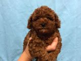 Toy Poodle İstanbul 