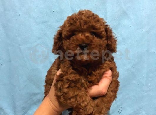 Toy Poodle İstanbul 