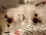 Ragdoll Blue Mitted Yavrular Yuvadını Arıyor