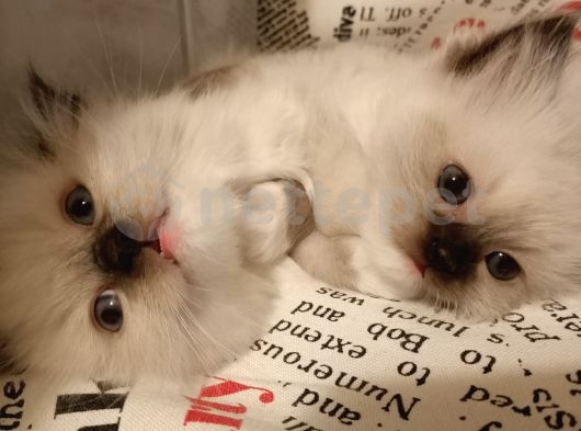 Ragdoll Blue Mitted Yavrular Yuvadını Arıyor