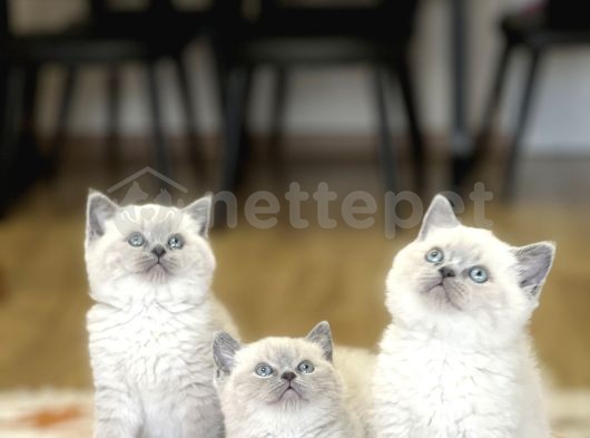 Üst Düzey British Shorthair Blue Point Yavrularım