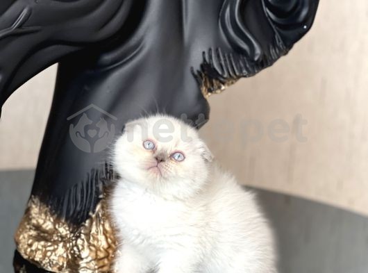 Top Kafa Scottish Fold Blue Point Yavrum