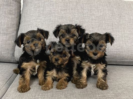 Ev Doğumlu Teacup Yorkshire Terrier Bebekler