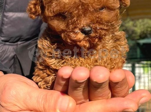 2 Aylık Teacap Mini Toy Poodle