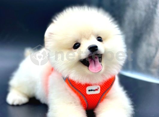 Teady Bear Pomeranian Boo Yavrular 