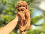 Mini boy puppy kıpkırmızı ev üretimi  TOOY POODLE 