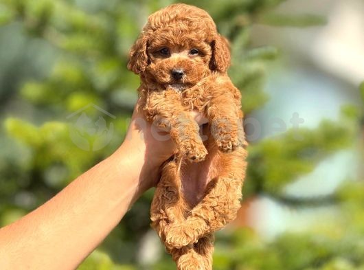 Mini Boy Puppy Kıpkırmızı Ev Üretimi  Tooy Poodle 