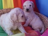 GERÇEK DEV( STANDART) POODLE YAVRULAR İSTANBUL'DA 