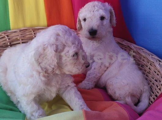 Gerçek Dev( Standart) Poodle Yavrular İstanbul'Da 